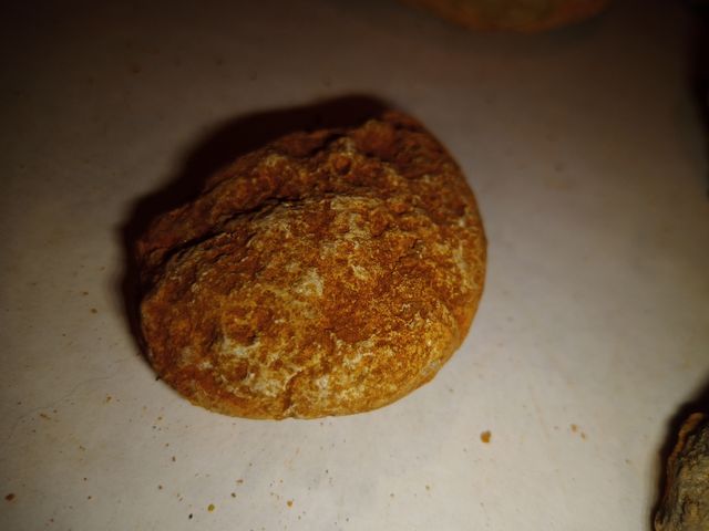 lote x8 amonites diferentes especies 4-7 CMS fósil