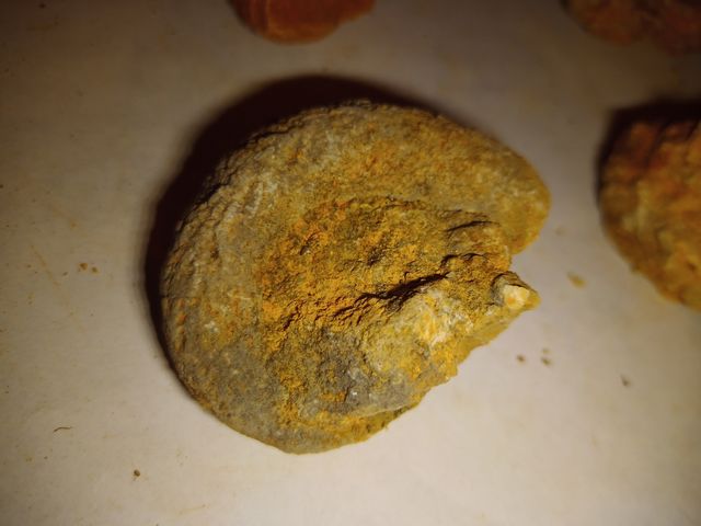 lote x8 amonites diferentes especies 4-7 CMS fósil