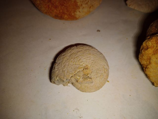 lote X4 amonites fósiles diferentes especies 3-8cm