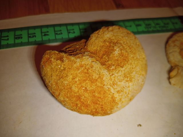 lote X4 amonites fósiles diferentes especies 3-8cm