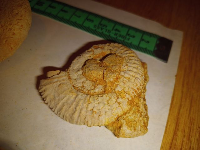 lote X4 amonites fósiles diferentes especies 3-8cm