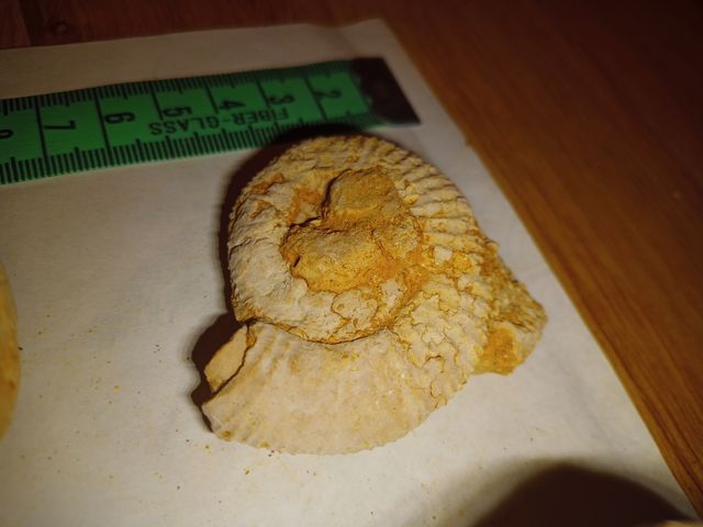 lote X4 amonites fósiles diferentes especies 3-8cm