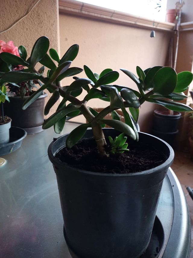 Planta " Arbol de Jade"