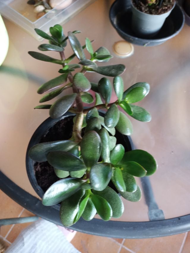Planta " Arbol de Jade"