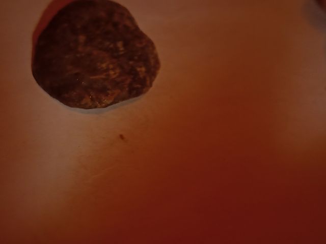 lote colección fósiles diferentes especies y epoca