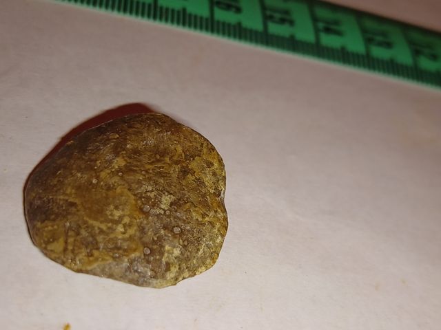 lote colección fósiles diferentes especies y epoca