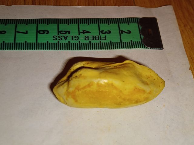 lote colección diferentes fósiles especies y epoca