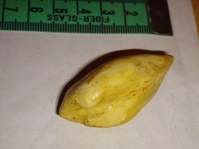 lote colección diferentes fósiles especies y epoca