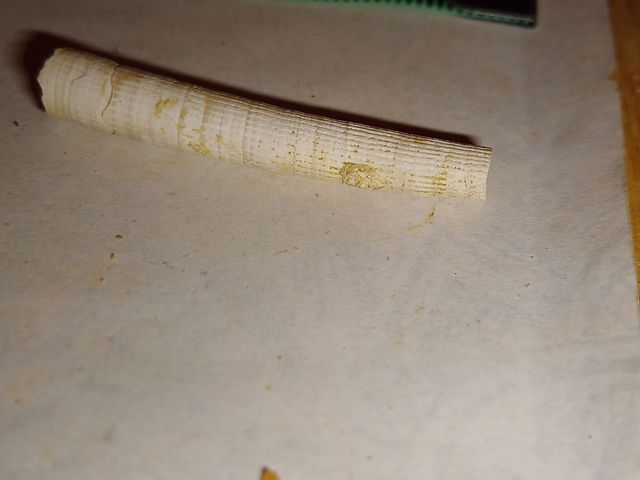 lote colección diferentes fósiles especies y epoca