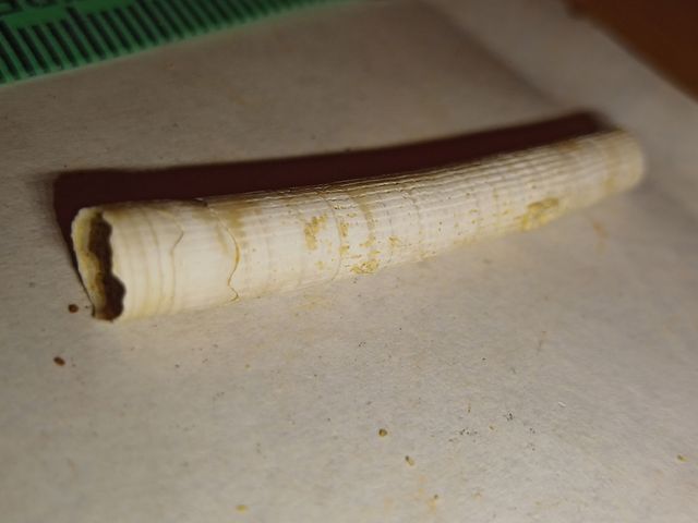 lote colección diferentes fósiles especies y epoca