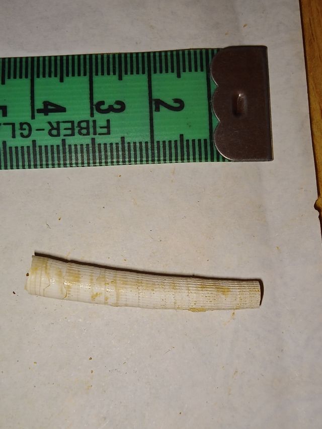 lote colección diferentes fósiles especies y epoca