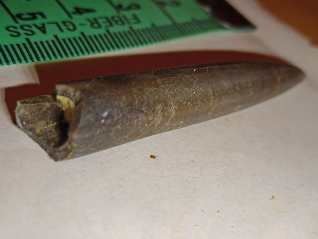 lote colección diferentes fósiles especies y epoca