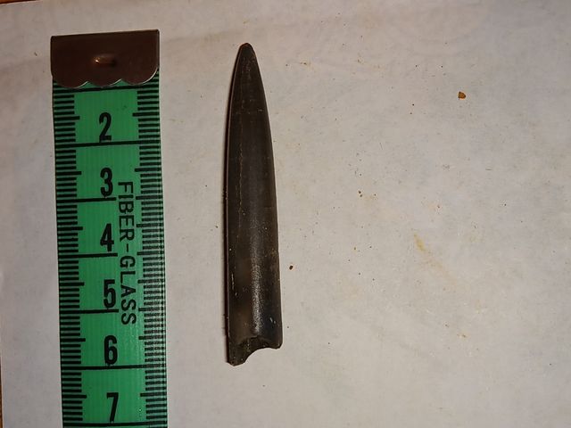 lote colección diferentes fósiles especies y epoca