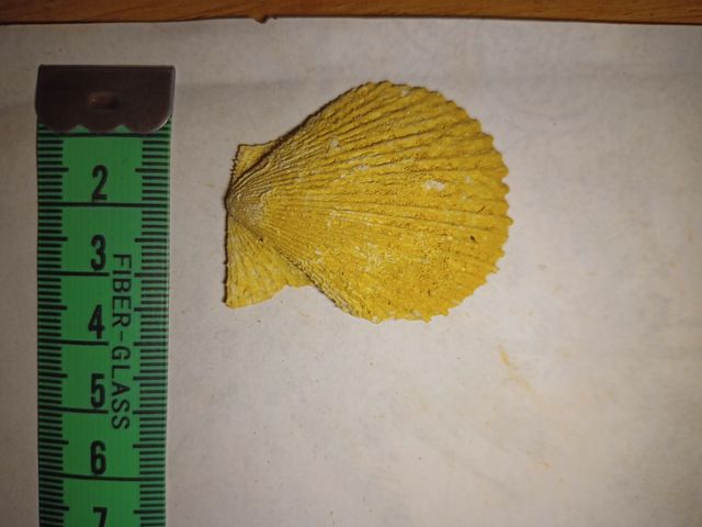 concha valva Chlamy Varia fósil