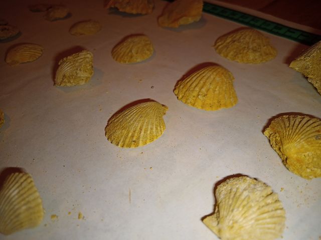 lote colección x29 conchas surtidas Pecten fósiles