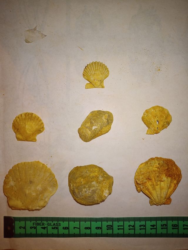 lote colección x29 conchas surtidas Pecten fósiles