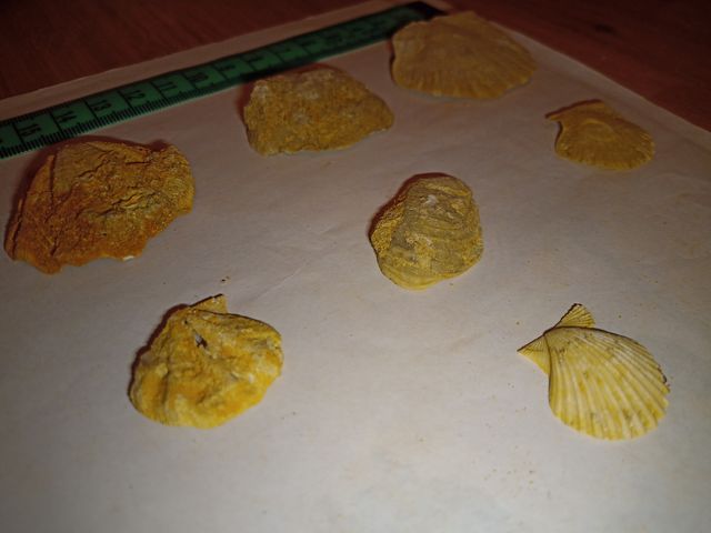 lote colección x29 conchas surtidas Pecten fósiles