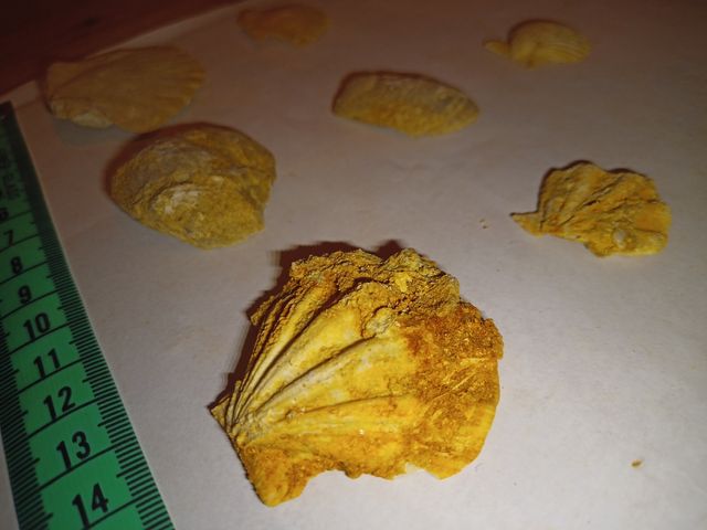 lote colección x29 conchas surtidas Pecten fósiles