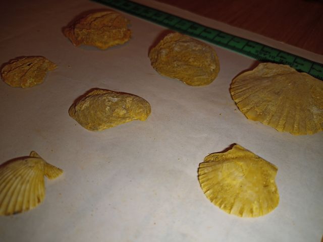 lote colección x29 conchas surtidas Pecten fósiles