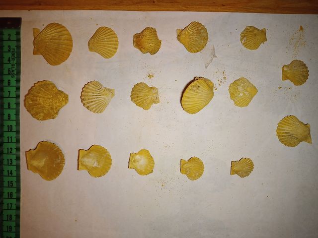 lote colección x29 conchas surtidas Pecten fósiles