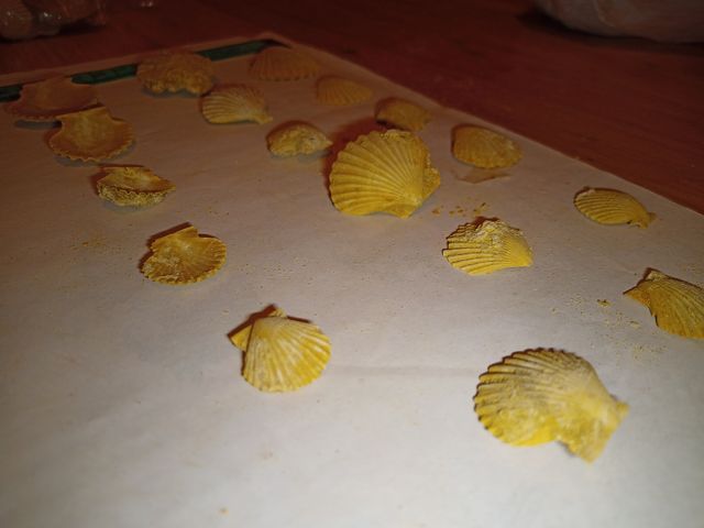 lote colección x29 conchas surtidas Pecten fósiles