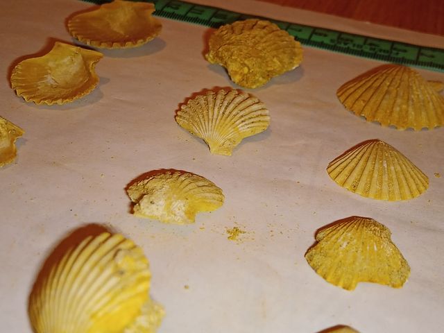 lote colección x29 conchas surtidas Pecten fósiles