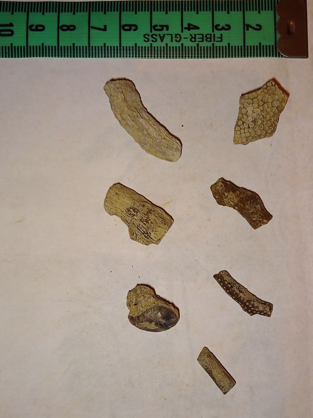 lote colección corales fósiles diferentes especies