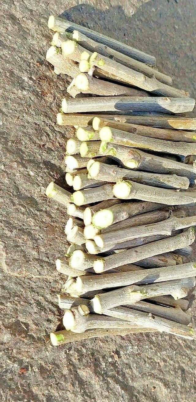 Tronchetti di legno ulivo 66x5 mm fai da te shabby