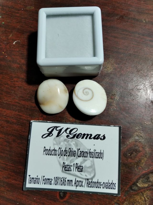 amuleto hindú operculo OJO SHIVA (fortuna y amor)