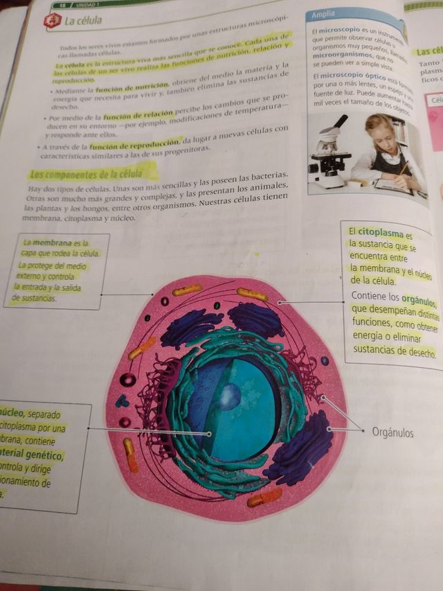 Ciencias naturales 5 primaria