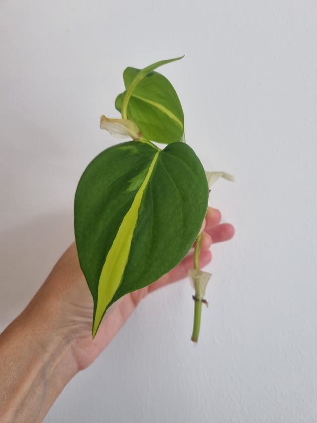 philodendron brasil. esqueje enraizado.