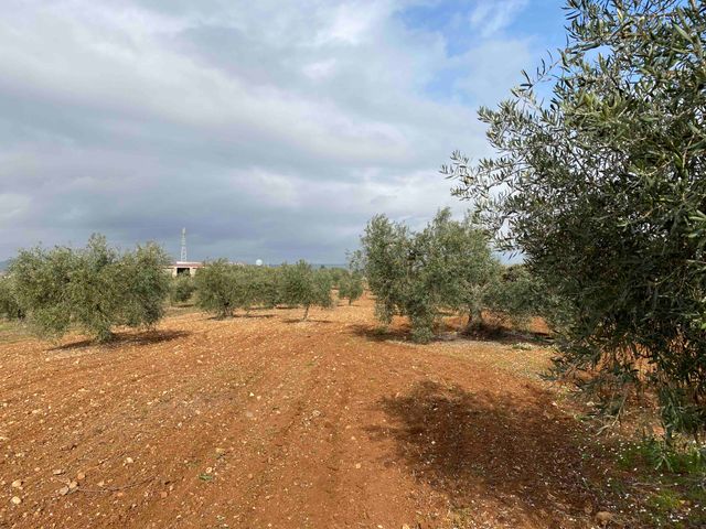 Se vende  parcela rústica cerca de Mérida.