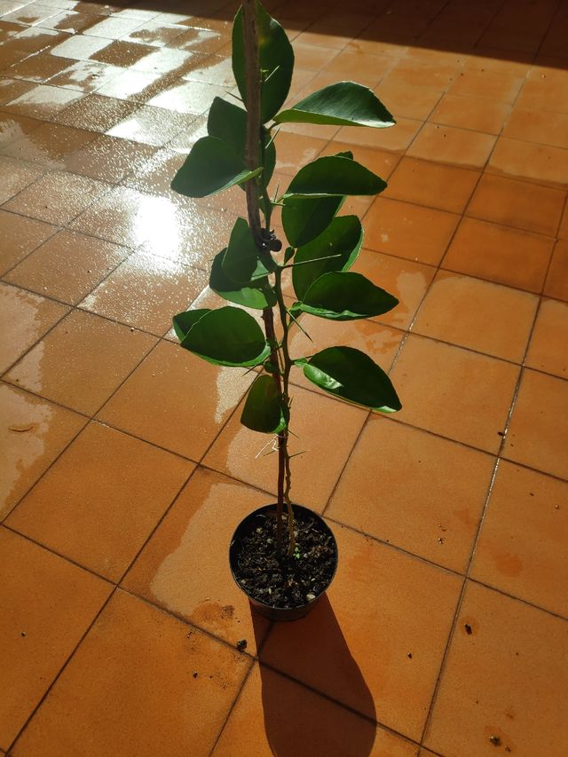 OFERTA!! Naranjo en crecimiento