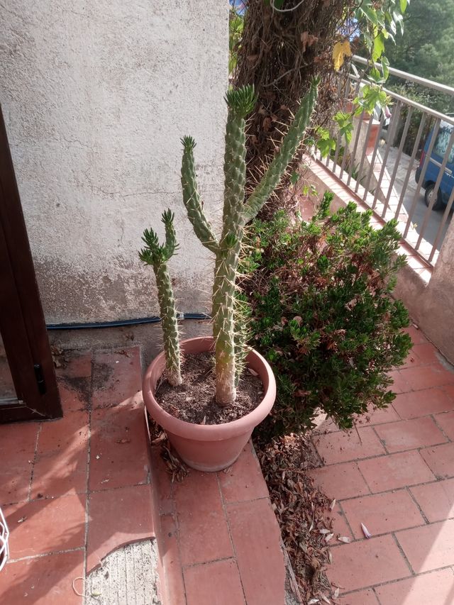 Austrocylindropuntia Subulata