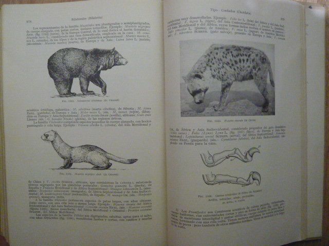 Tratado de Zoología - D'Ancona