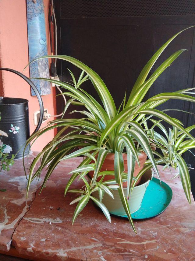plantas de interior y exterior