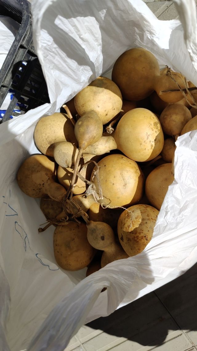 Calabazas Santiago Fengshui Capoeira mate maracas