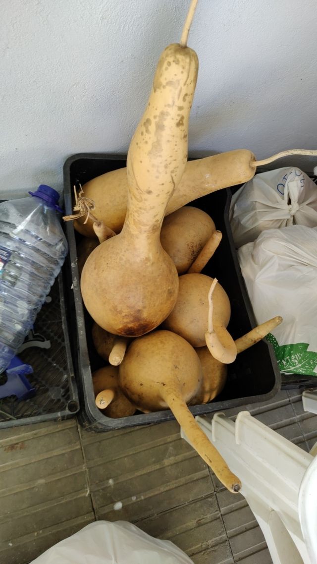 Calabazas Santiago Fengshui Capoeira mate maracas