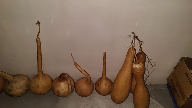 Calabazas Santiago Fengshui Capoeira mate maracas