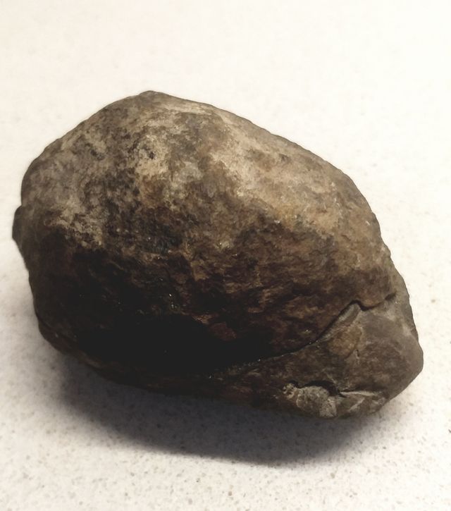 Auténtico fósil de trilobite completo