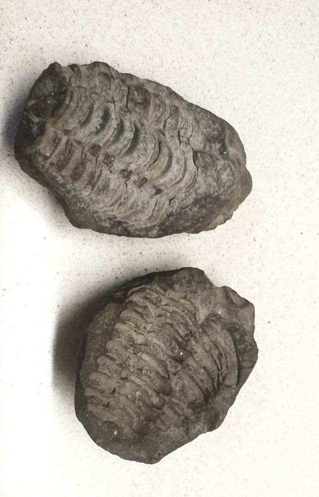 Auténtico fósil de trilobite completo