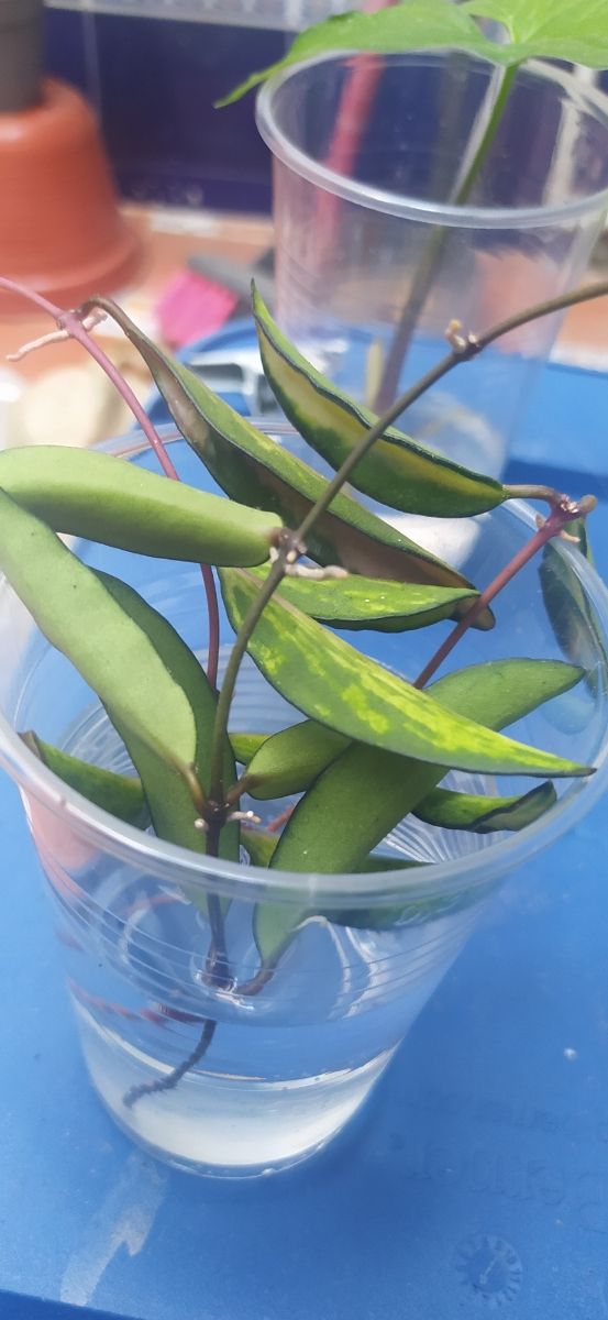 esquejes de hoya kentiana (wayetii) variegada