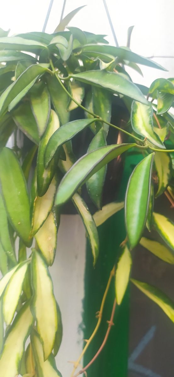 esquejes de hoya kentiana (wayetii) variegada