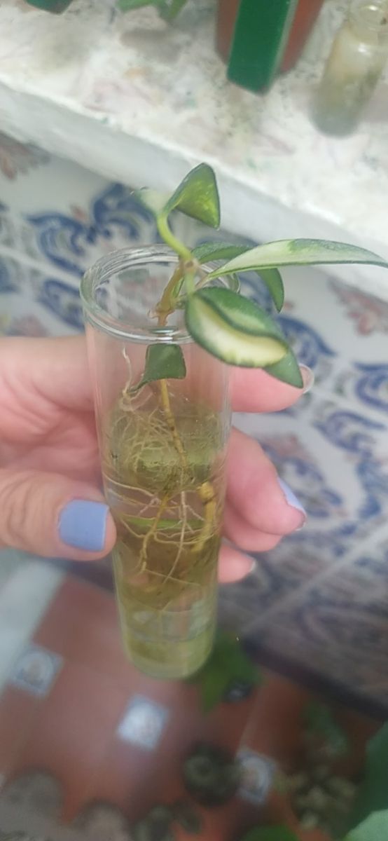 esquejes de hoya kentiana (wayetii) variegada