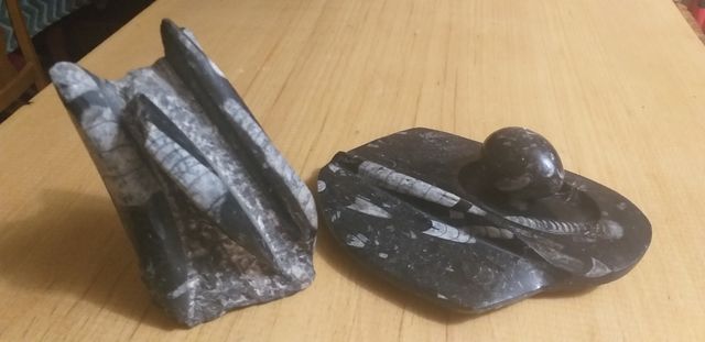 Auténticos fósiles Orthoceras conjunto decoración