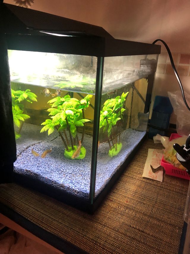 PECERA 25 litros sin filtro Medida 38cm