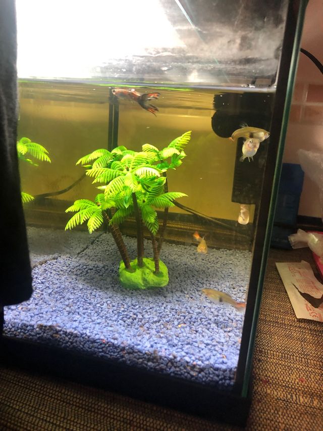 PECERA 25 litros sin filtro Medida 38cm