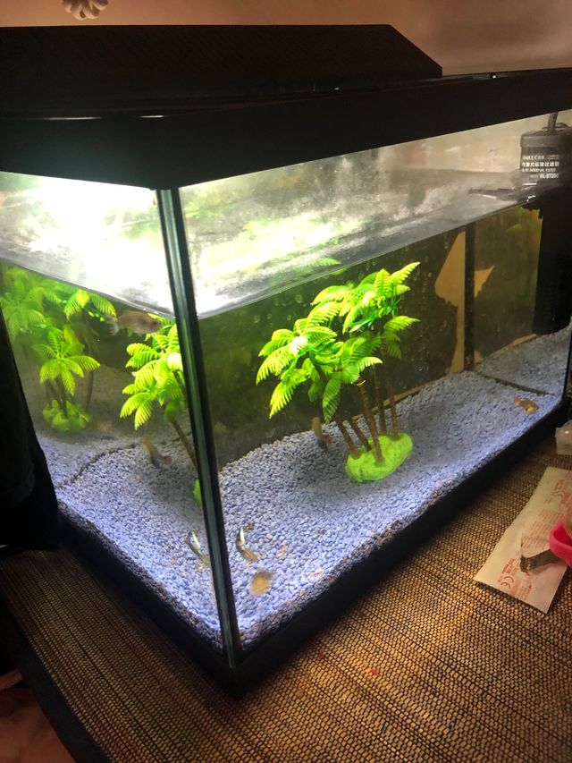 PECERA 25 litros sin filtro Medida 38cm