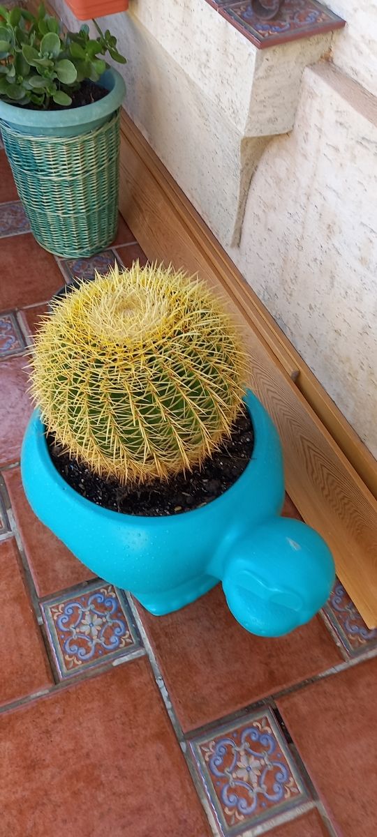 cactus