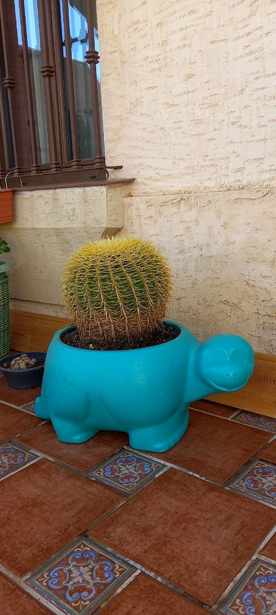 cactus